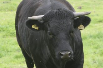 Bitcoin on the Brink of All-Time High as Macro Tailwinds Gather Strength
