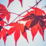 Crypto Lender Maple Partners with Liquid Staking Specialist Lido Finance