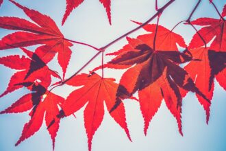 Crypto Lender Maple Partners with Liquid Staking Specialist Lido Finance