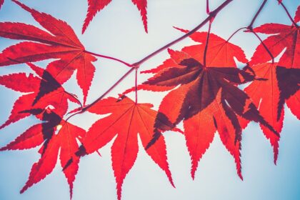 Crypto Lender Maple Partners with Liquid Staking Specialist Lido Finance
