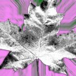 How Maple Finance made a comeback to reach $1m monthly revenue