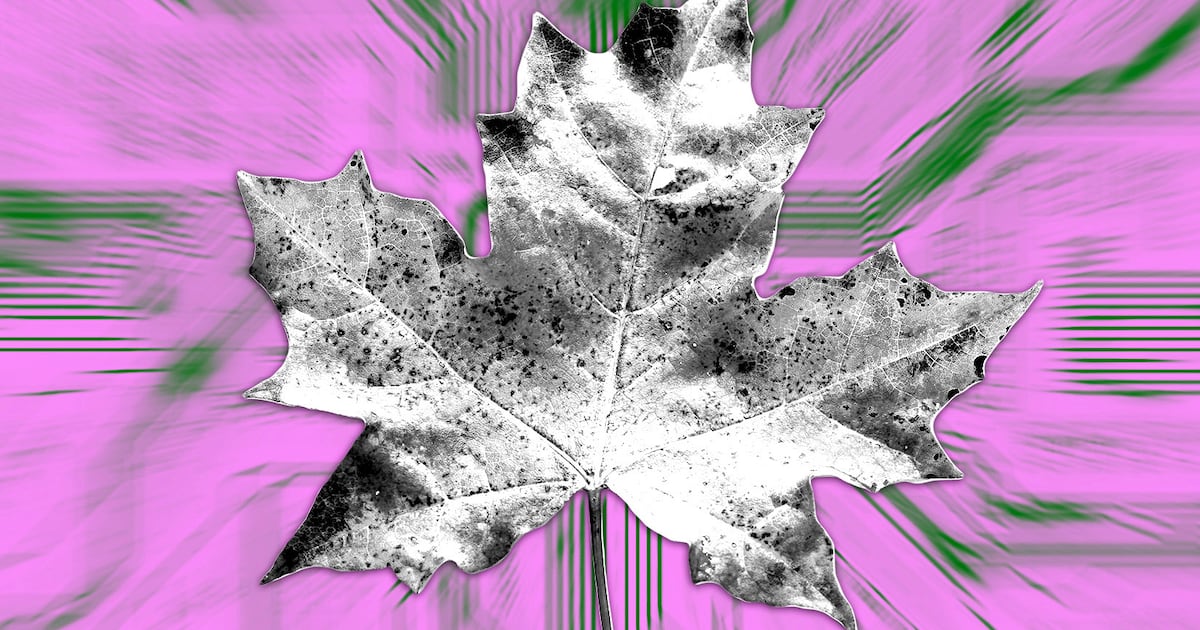 How Maple Finance made a comeback to reach $1m monthly revenue
