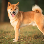 Spot DOGE ETF Appears Nearer as Bitwise Amends Filing