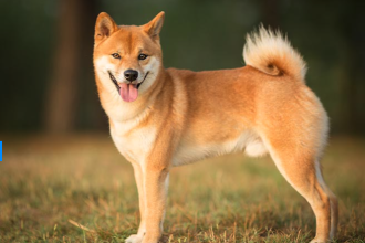 Spot DOGE ETF Appears Nearer as Bitwise Amends Filing