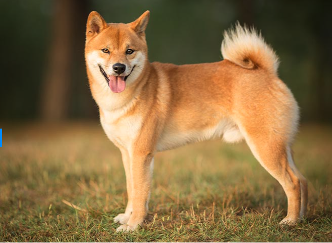 Spot DOGE ETF Appears Nearer as Bitwise Amends Filing