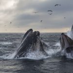 Satoshi-Era Whale Sells 9K BTC for Over $1B as Bitcoin Dips Below $117K