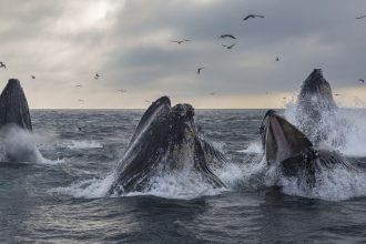 Satoshi-Era Whale Sells 9K BTC for Over $1B as Bitcoin Dips Below $117K