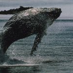 Bitcoin Whales Wake Up From 14-Year Slumber to Move Over $2B of BTC