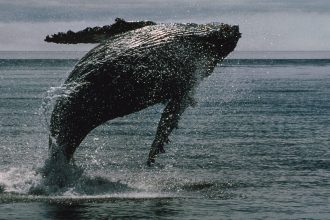 Bitcoin Whales Wake Up From 14-Year Slumber to Move Over $2B of BTC