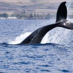 Bitcoin Whales Scoop Up BTC as Price Nears Record High in Sign of Growth Expectations