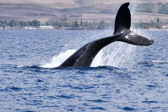 Bitcoin Whales Scoop Up BTC as Price Nears Record High in Sign of Growth Expectations