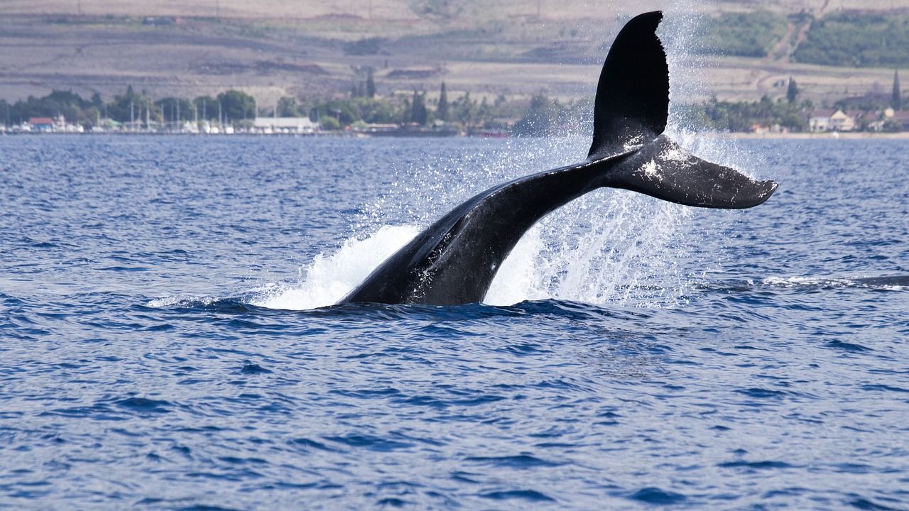 Bitcoin Whales Scoop Up BTC as Price Nears Record High in Sign of Growth Expectations