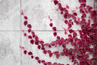 Instant Payments Fintech Ivy Adds Circle’s USDC, EURC Stablecoins