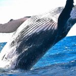 Ether Bullish Divergence? ETH's 10% Weekly Price Loss Clashes With $300M Whale Buy