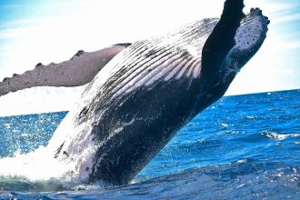Ether Bullish Divergence? ETH's 10% Weekly Price Loss Clashes With $300M Whale Buy